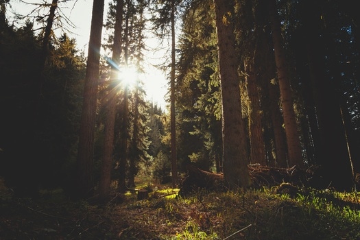 wood-nature-sun-forest-medium
